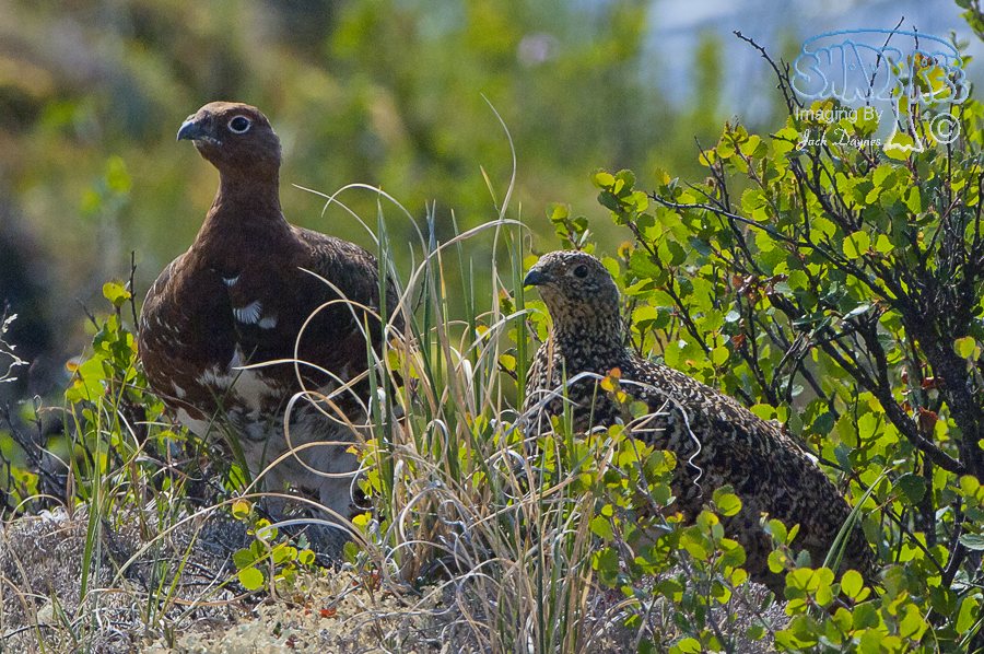 Willow Ptarmigan - Lagopus lagopus