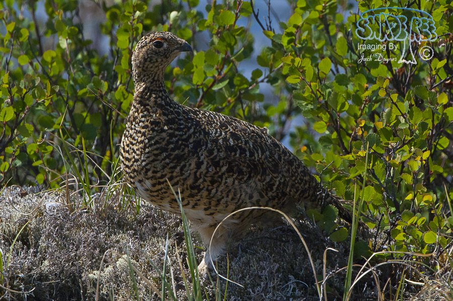 Willow Ptarmigan - Lagopus lagopus