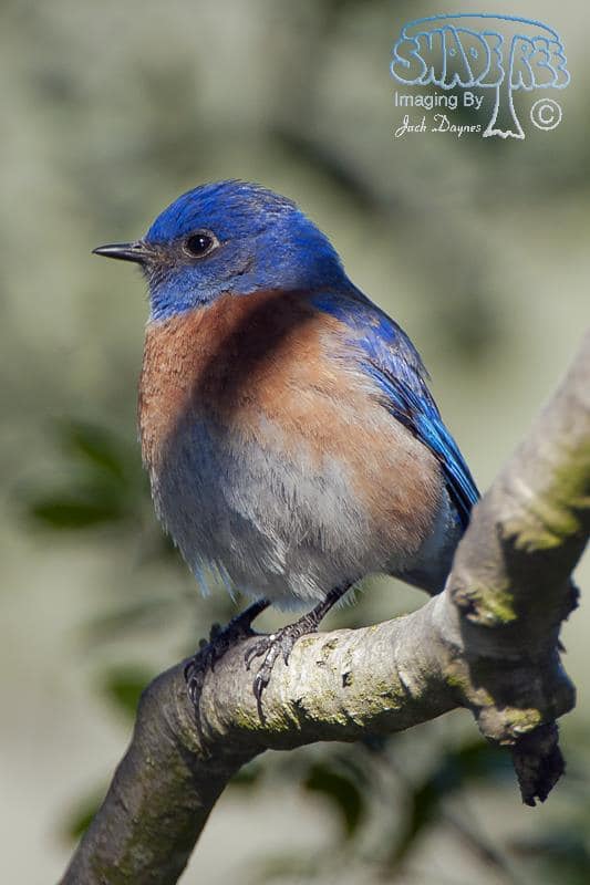 Western Bluebird - Sialia mexicana