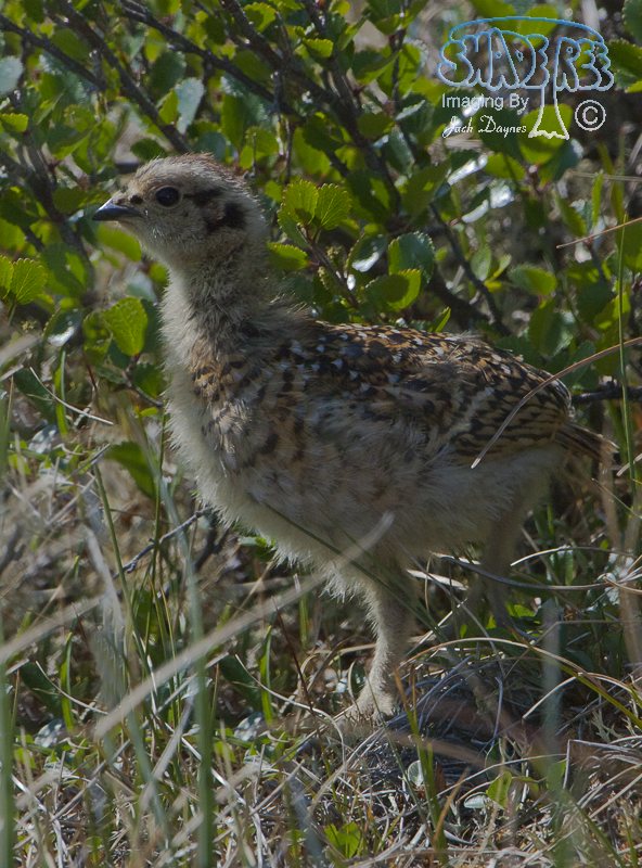 Willow Ptarmigan - Lagopus lagopus