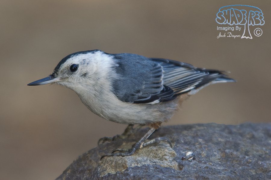 White-Breasted Nuthatch - Sitta carolinensis