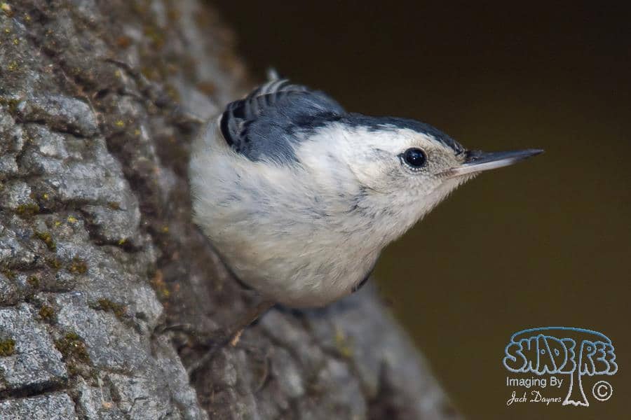 White-breasted Nuthatch - Sitta carolinensis