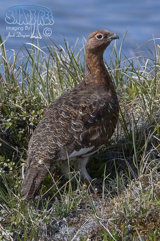 Willow Ptarmigan - Lagopus lagopus