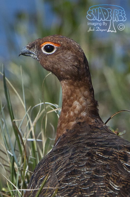 Willow Ptarmigan - Lagopus lagopus