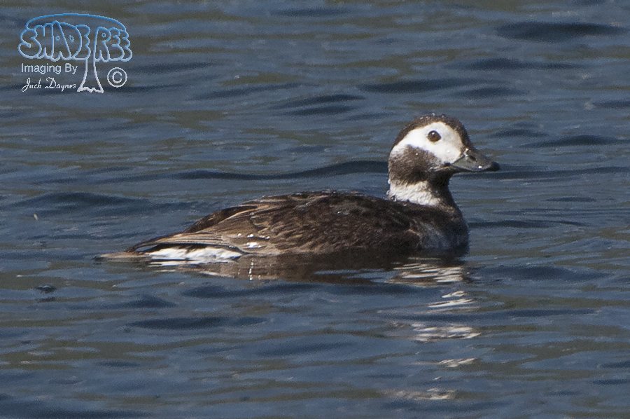 Long-Tailed Duck - Clangula hyemalis