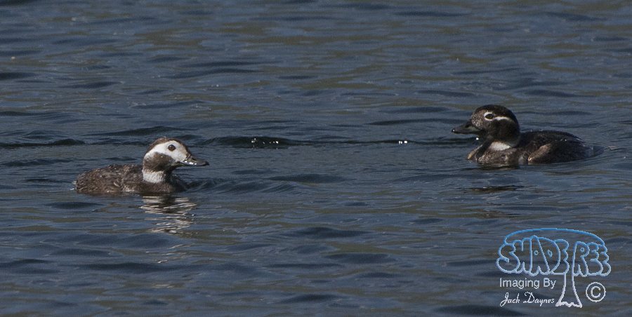 Long-Tailed Duck - Clangula hyemalis