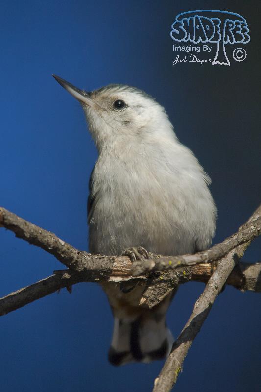 White-Breasted Nuthatch - Sitta carolinensis