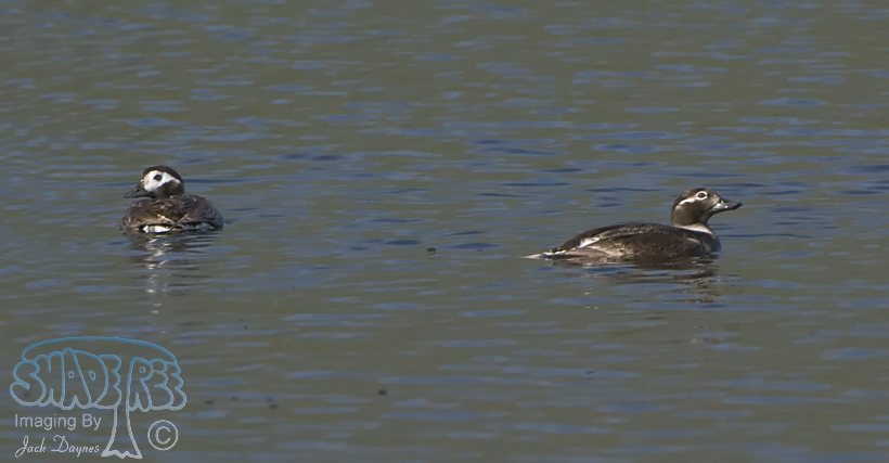 Long-Tailed Duck - Clangula hyemalis