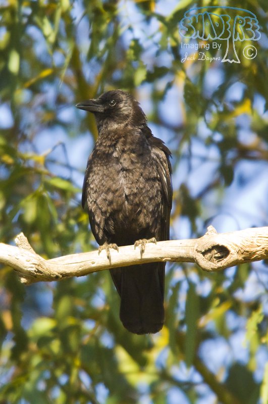 American Crow - Corvus brachyrhynchos