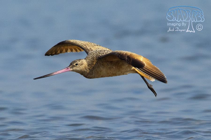 Marbled Godwit - Limosa fedoa