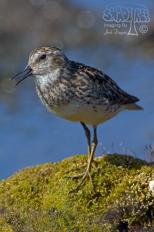 Least Sandpiper - Calidris minutilla