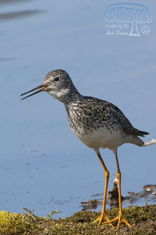 Lesser Yellowlegs - Tringa flavipes