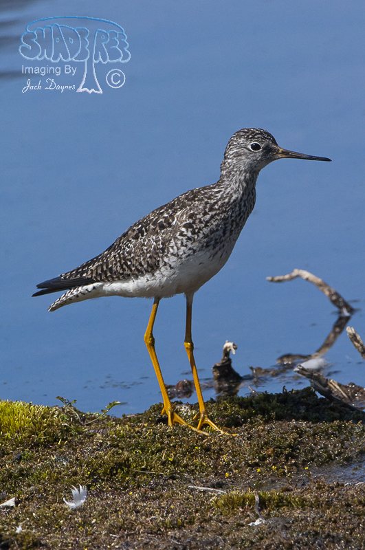 Lesser Yellowlegs - Tringa flavipes