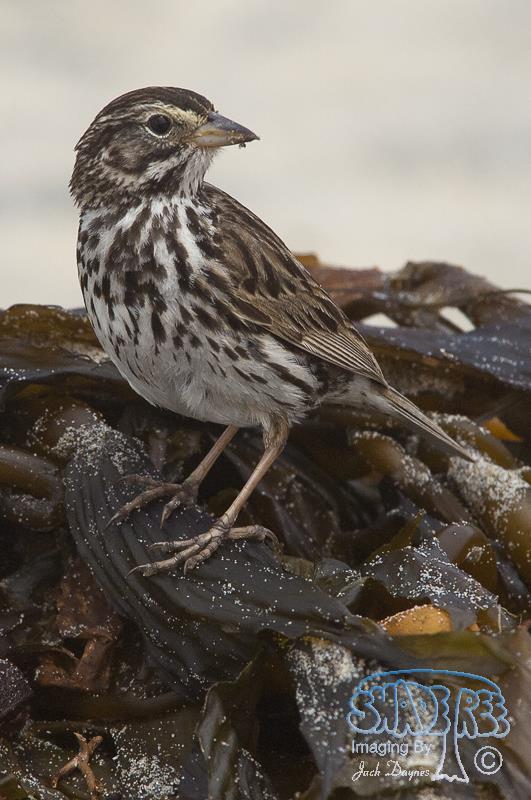 Savannah Sparrow - Passerculus sandwichensis