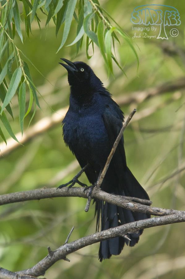 Great-Tailed Grackle - Quiscalus mexicanus