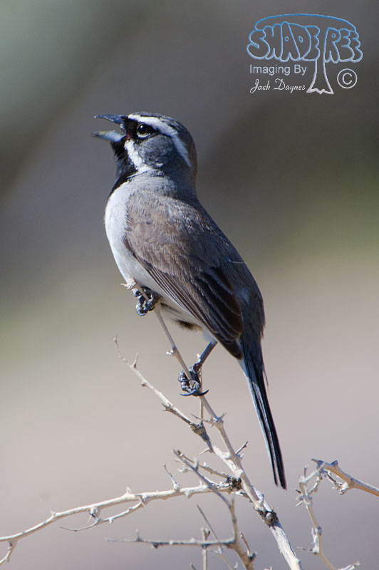 Black-Throated Sparrow - Amphispiza bilineata