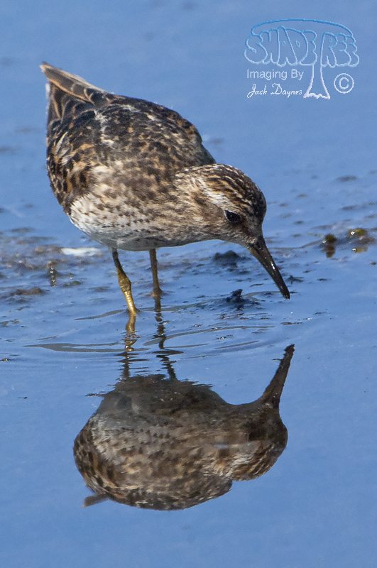 Least Sandpiper - Calidris minutilla