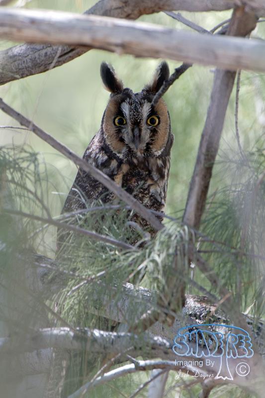 Long-Eared Owl - Asio otus