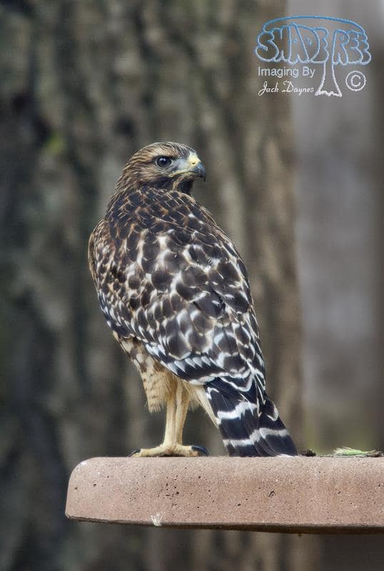 Red-shouldered Hawk - Buteo Lineatus