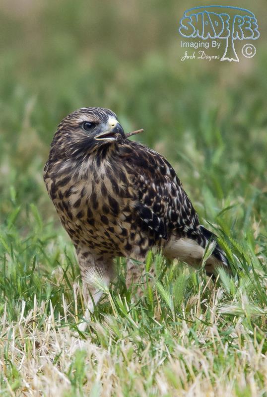 Red-shouldered Hawk - Buteo Lineatus