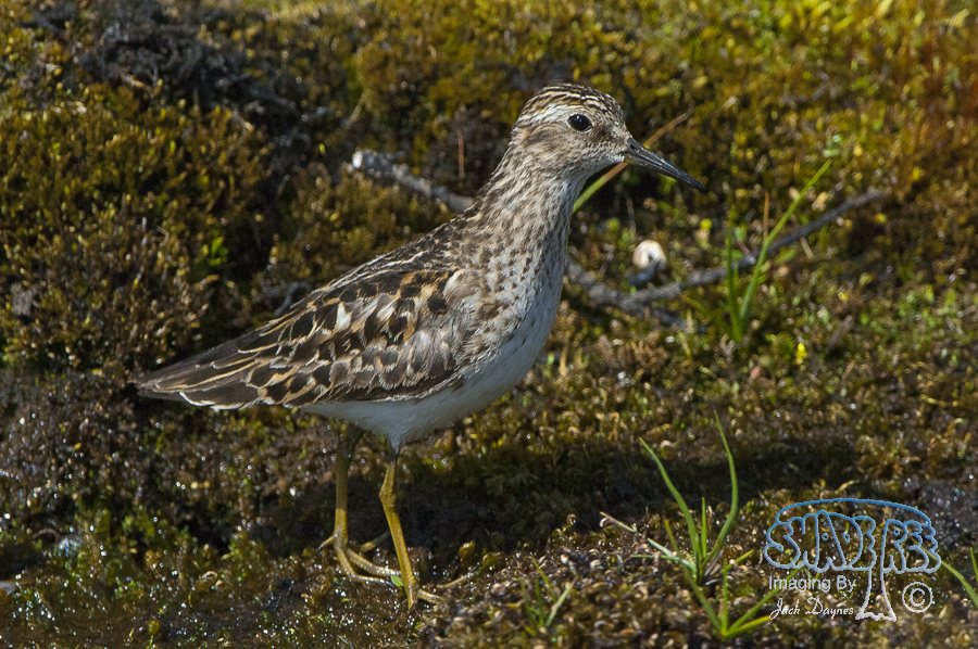 Least Sandpiper - Calidris minutilla