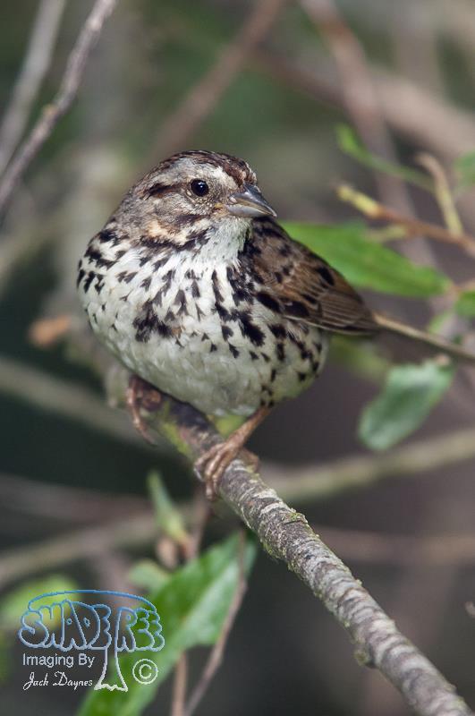 Song Sparrow - Melospiza melodia