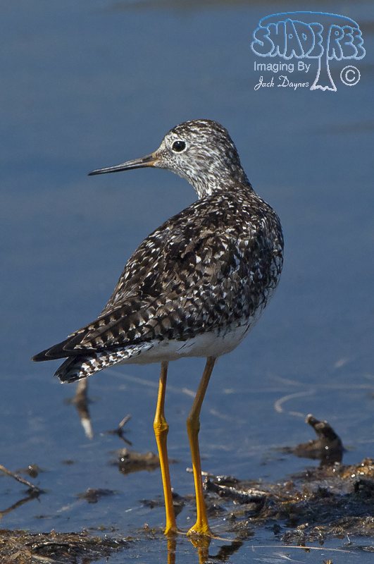 Lesser Yellowlegs - Tringa flavipes
