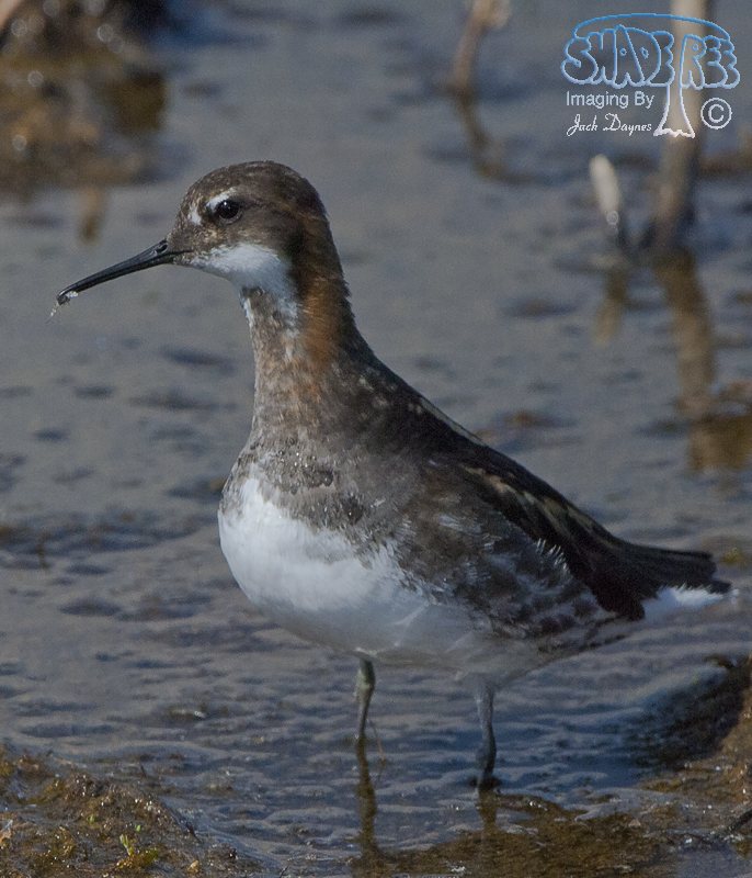 Red-Necked Phalarope - Phalaropus lobatus