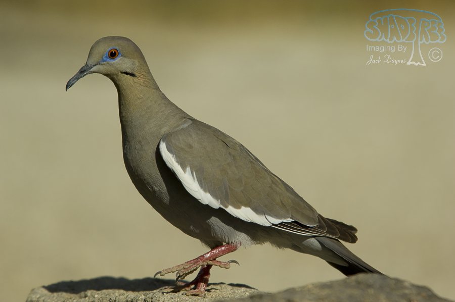 White-Winged Dove - Zenaida asiatica