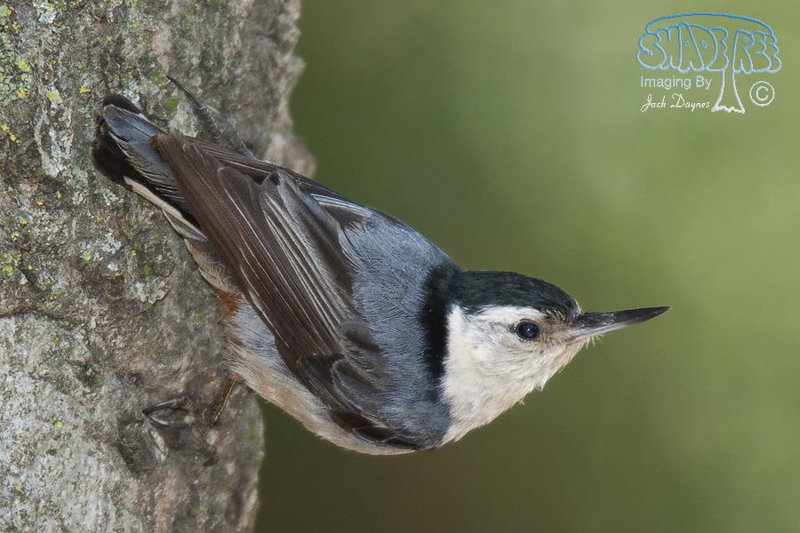 White-breasted Nuthatch - Sitta carolinensis