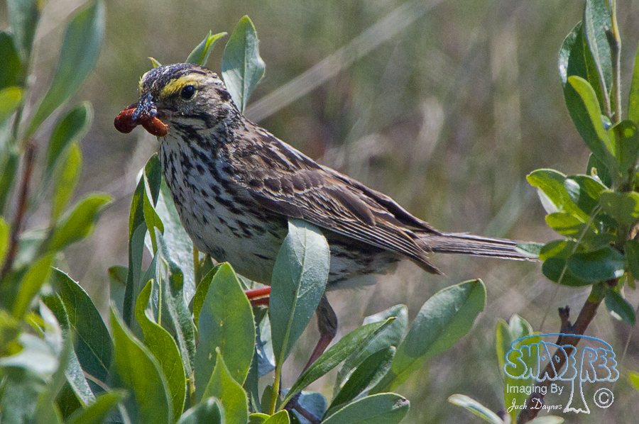 Savannah Sparrow - Passerculus sandwichensis