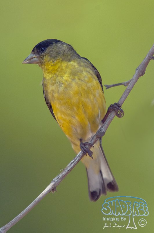 Lesser Goldfinch - Spinus psaltria