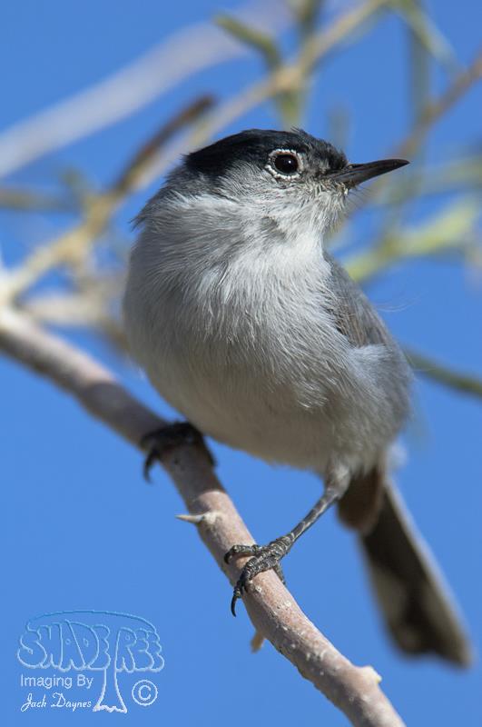 Black-Tailed Gnatcatcher - Polioptila melanura