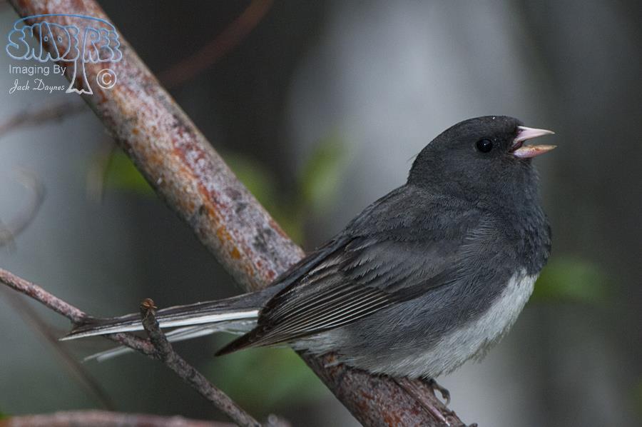 Dark-Eyed Junco - Junco hyemalis