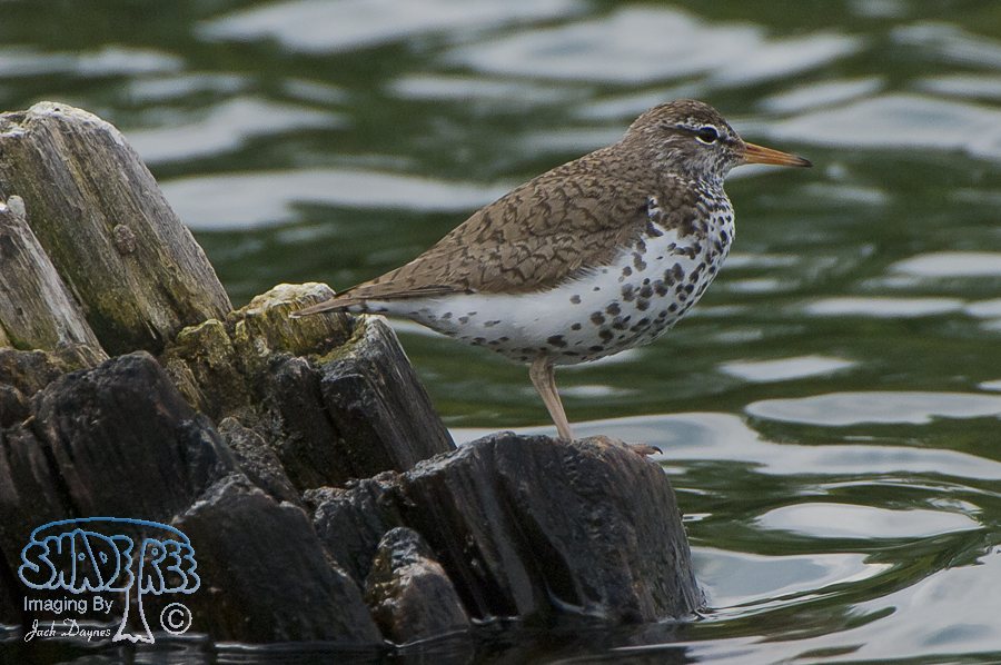 Spotted Sandpiper - Actitis macularius