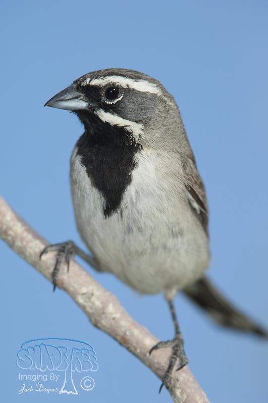 Black-throated Sparrow - Amphispiza bilineata