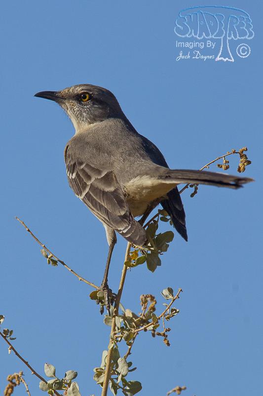 Northern Mockingbird - Mimus polyglottos