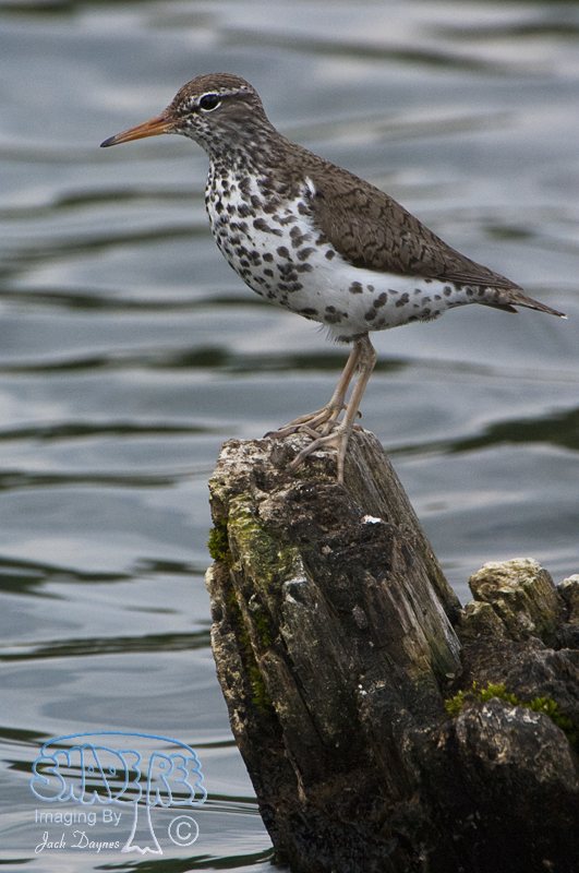 Spotted Sandpiper - Actitis macularius