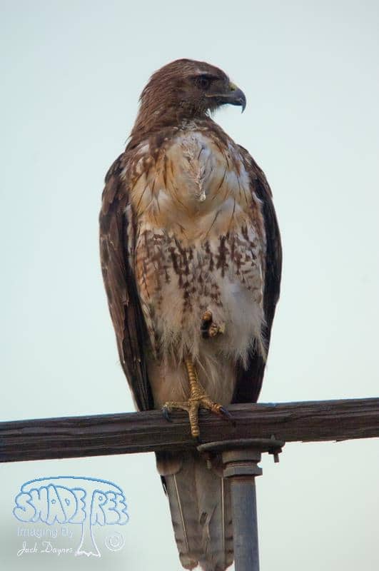 Red-tailed Hawk - Buteo jamaicensis