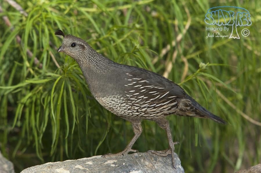 California Quail - Callipepla californica