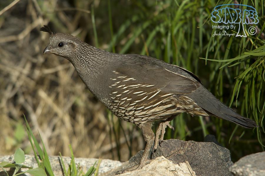 California Quail - Callipepla californica