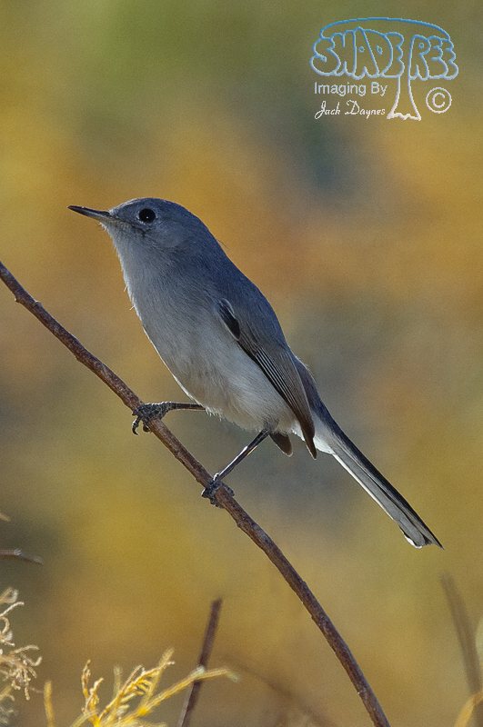 Blue-Gray Gnatcatcher - Polioptila caerulea