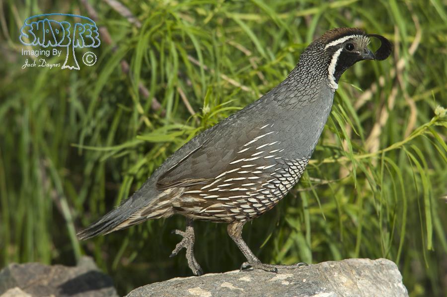California Quail - Callipepla californica