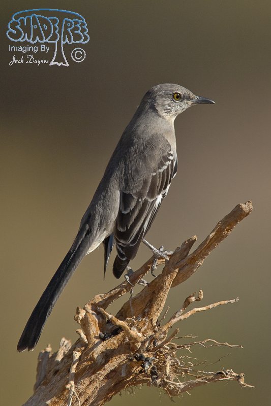 Northern Mockingbird - Mimus polyglottos