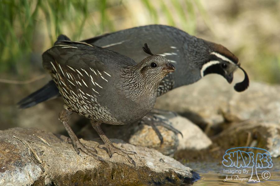 California Quail - Callipepla californica