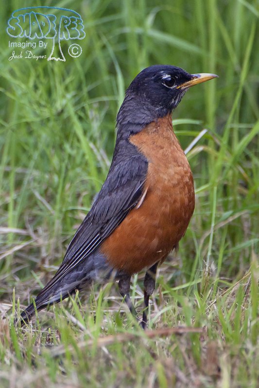 American Robin - Turdus migratorius