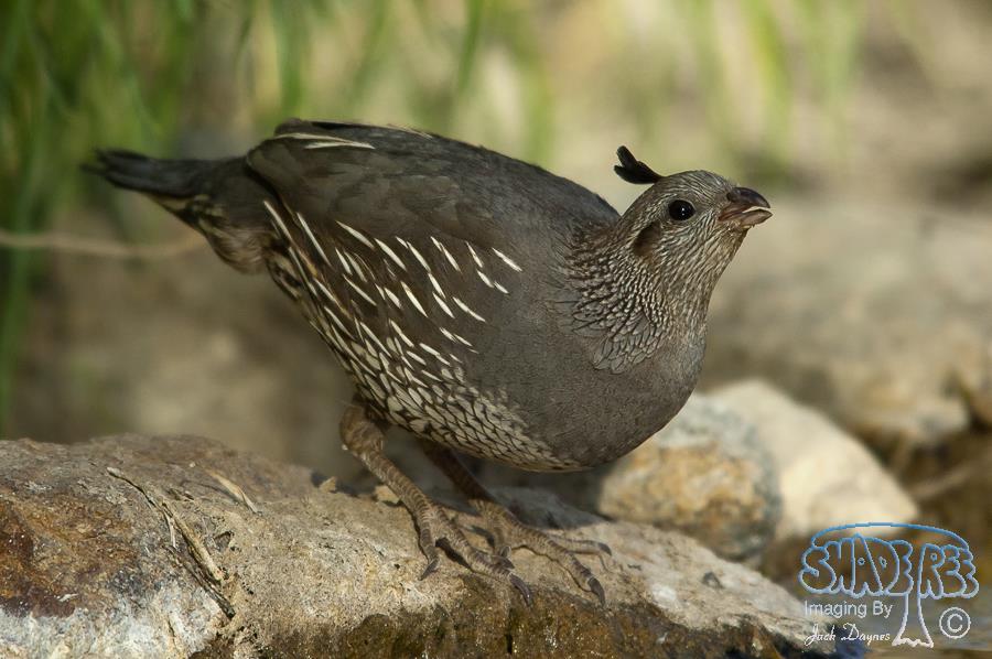 California Quail - Callipepla californica
