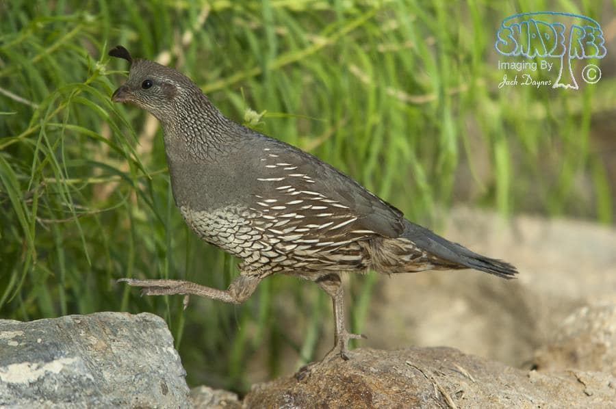 California Quail - Callipepla californica
