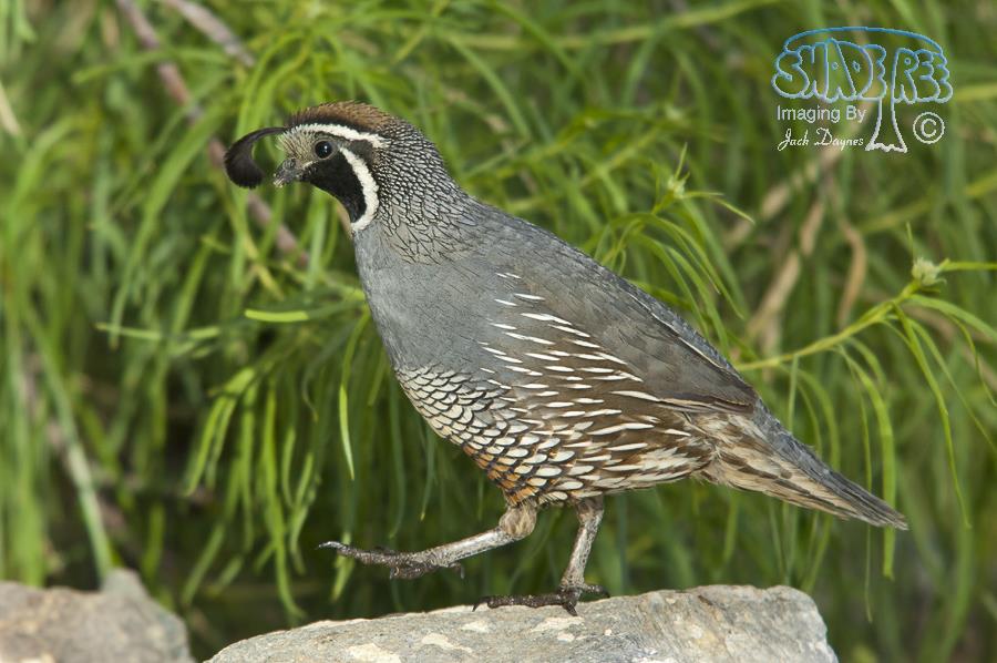 California Quail - Callipepla californica