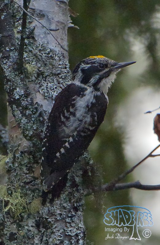 American Three-Toed Woodpecker - Picoides dorsalis